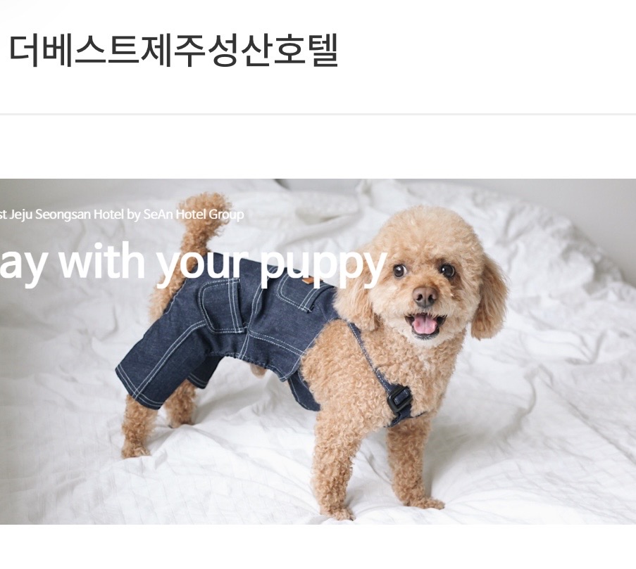 더베스트제주성산호텔 (반려견 동반 객실) 대표 사진